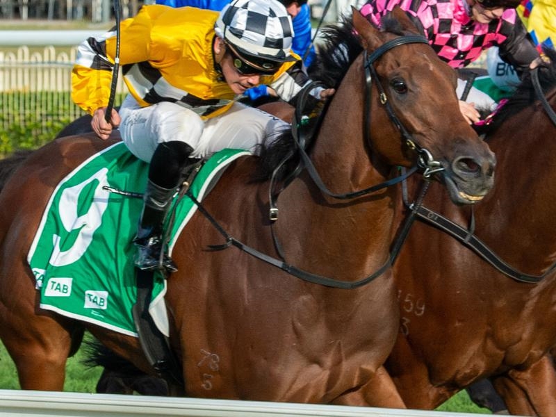 Gallops Mate | Just Horse Racing