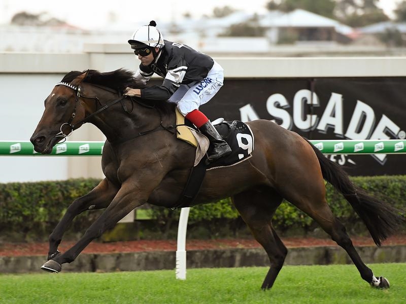 Gallops Victorem | Just Horse Racing