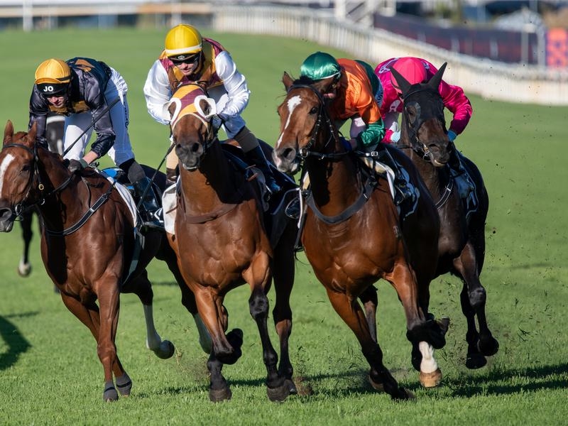 Gallops Virus Qld | Just Horse Racing