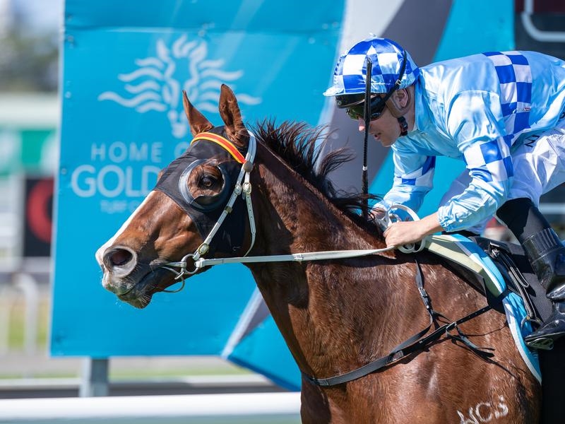 Gold Coast Romakash | Just Horse Racing