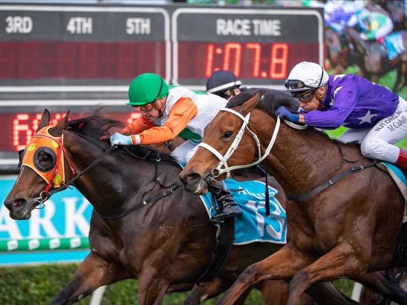 Gold Coast Stocking | Just Horse Racing