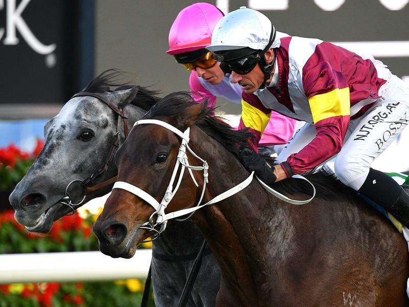 Randwick Cup | Just Horse Racing