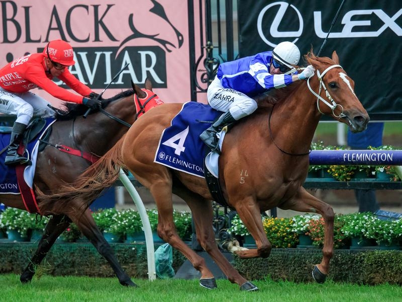 Gallops Gytrash | Just Horse Racing