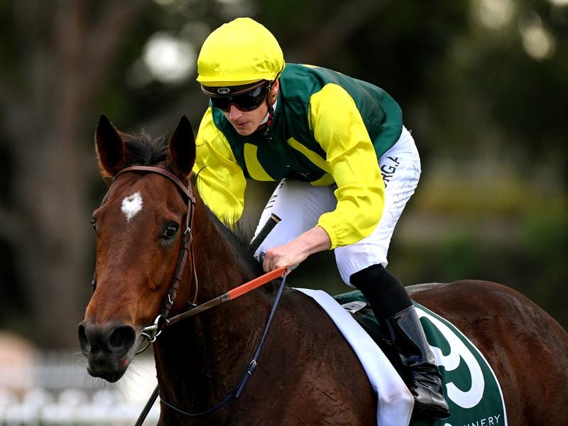 Rosehill Widdup | Just Horse Racing