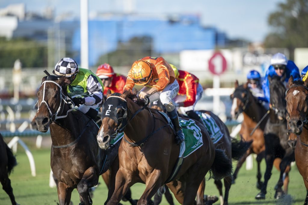 Tyzone 7339 | Just Horse Racing