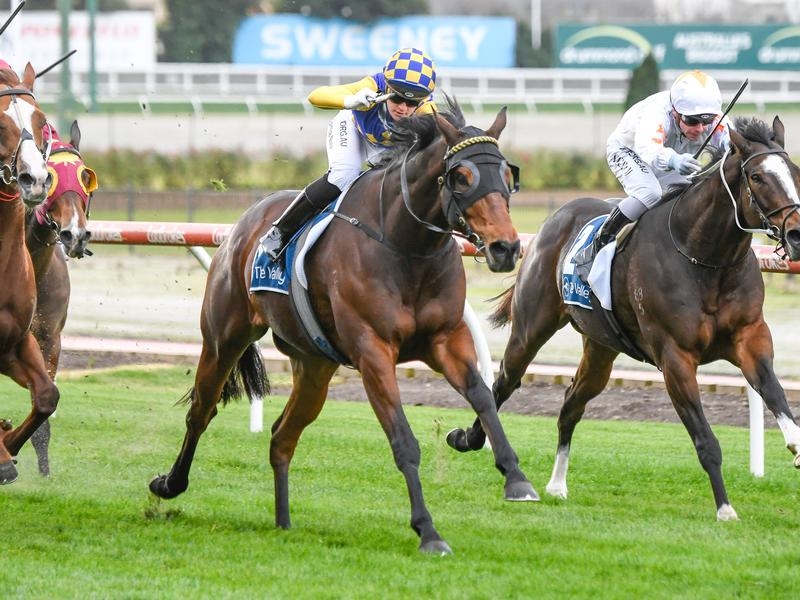 Valley Ashlor | Just Horse Racing