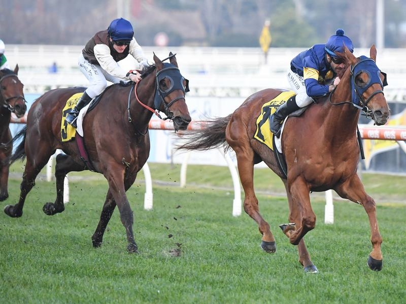 Caulfield Mahamedeis | Just Horse Racing