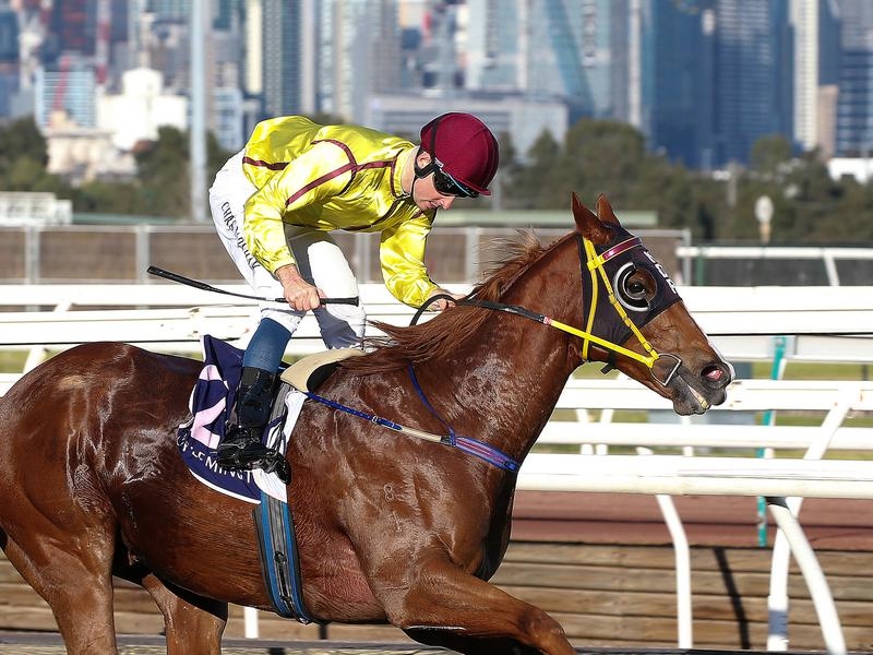 Flemington Malibu | Just Horse Racing