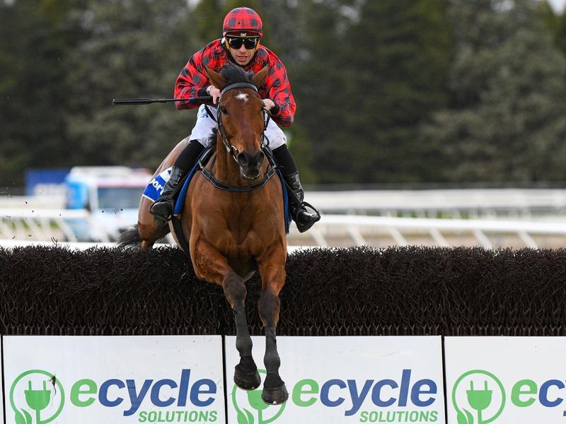 Gallops Tallyho | Just Horse Racing
