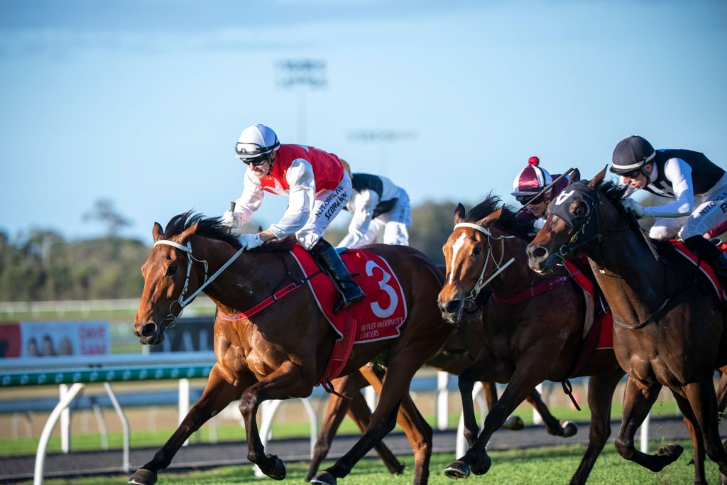 Wapiti | Just Horse Racing