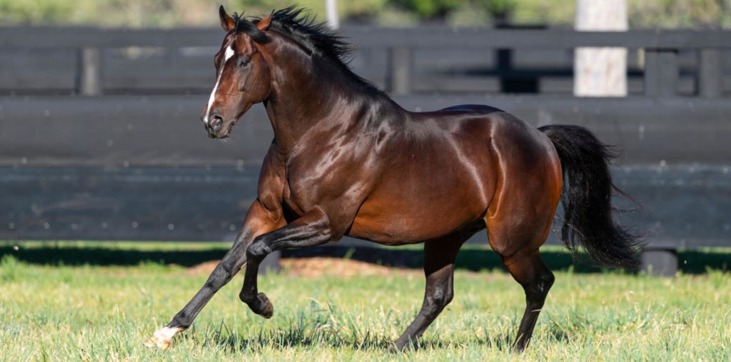 Shalaa | Just Horse Racing