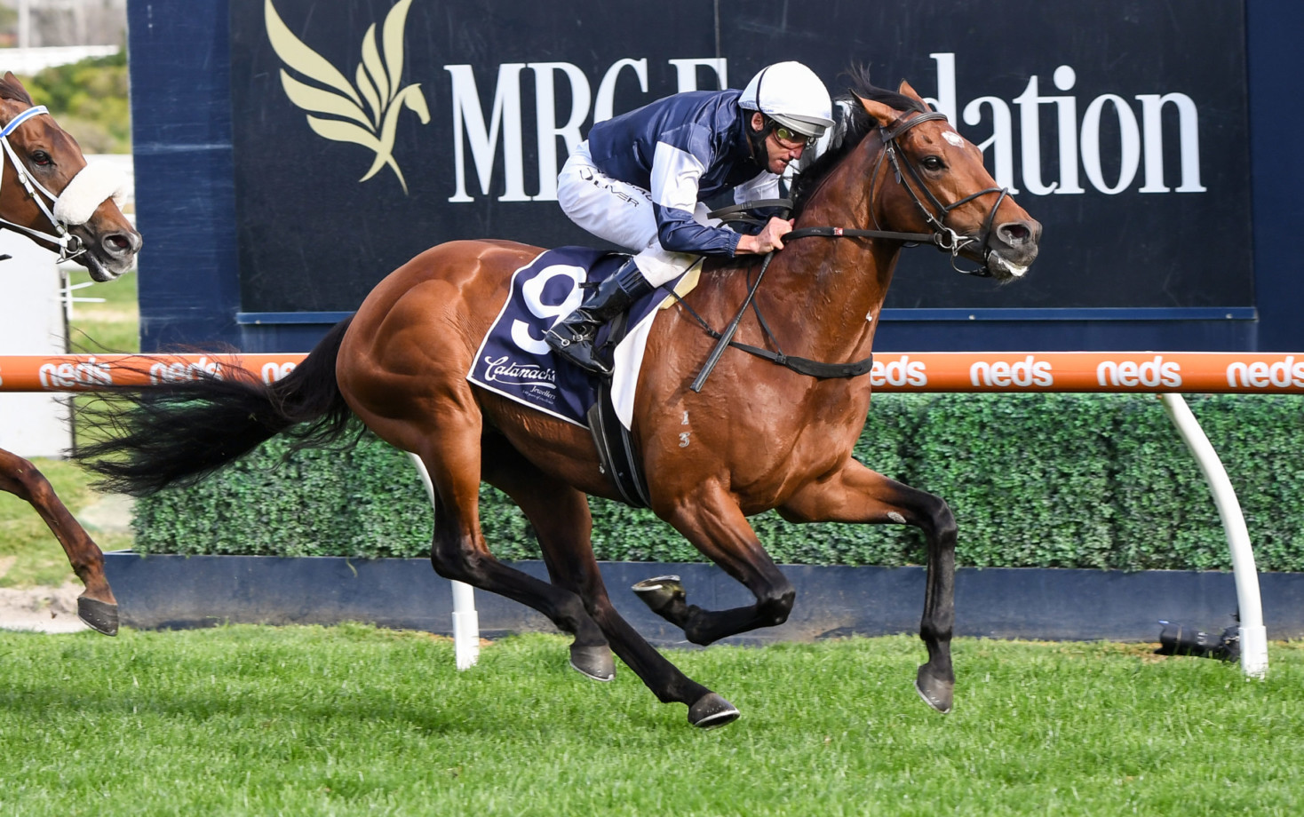 Leading Caulfield Cup horse out of race
