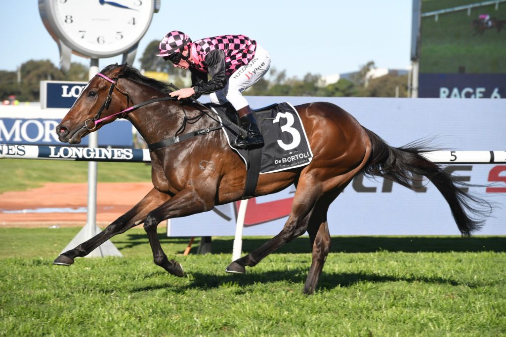 Star QLD sprinter Rothfire heads odds in the George Moore Stakes