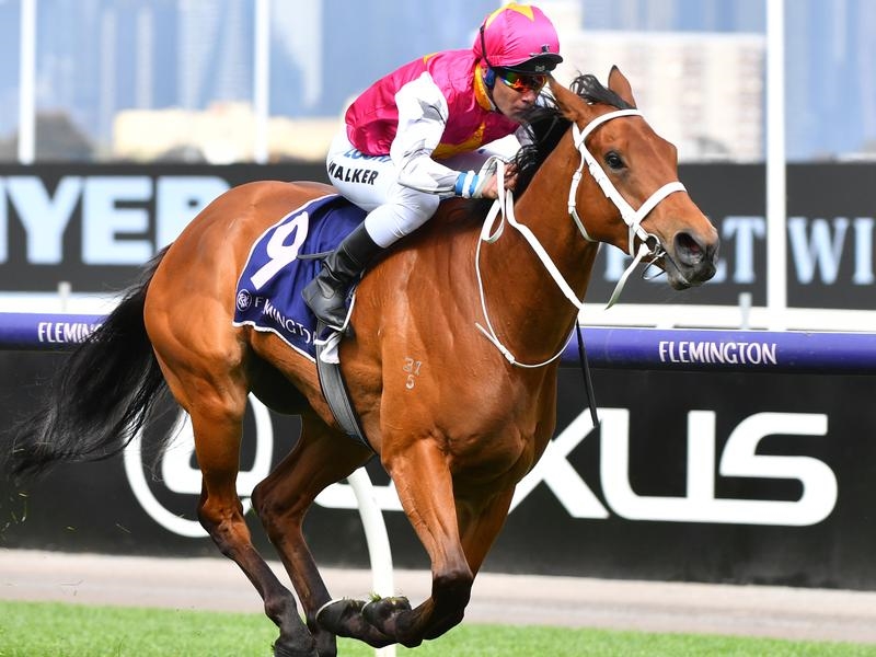 Gallops Everest | Just Horse Racing