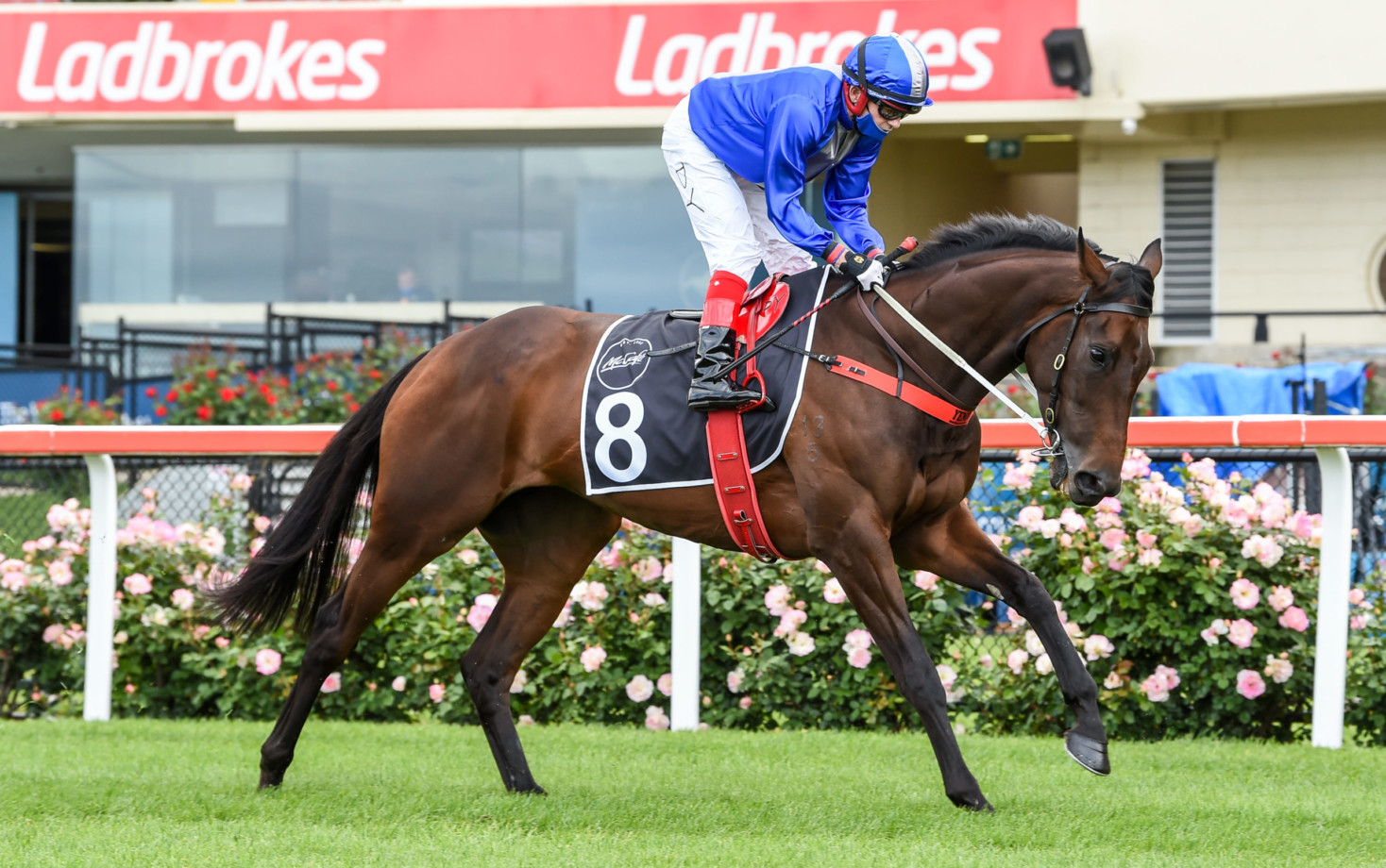 Melbourne Cup horses inspected by vets