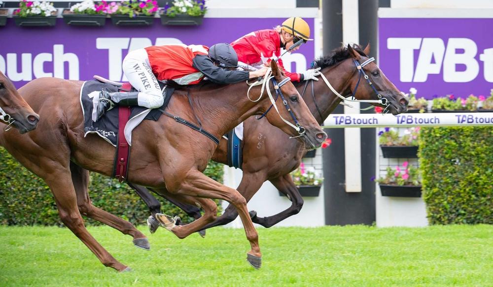Flower Of War | Just Horse Racing