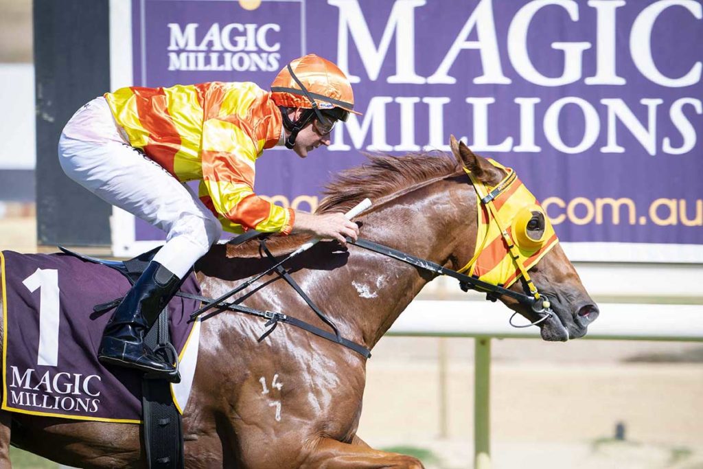 Gemma's Son | Just Horse Racing