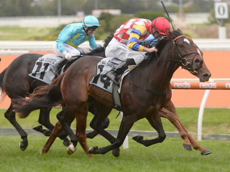 FLEMINGTON | Just Horse Racing