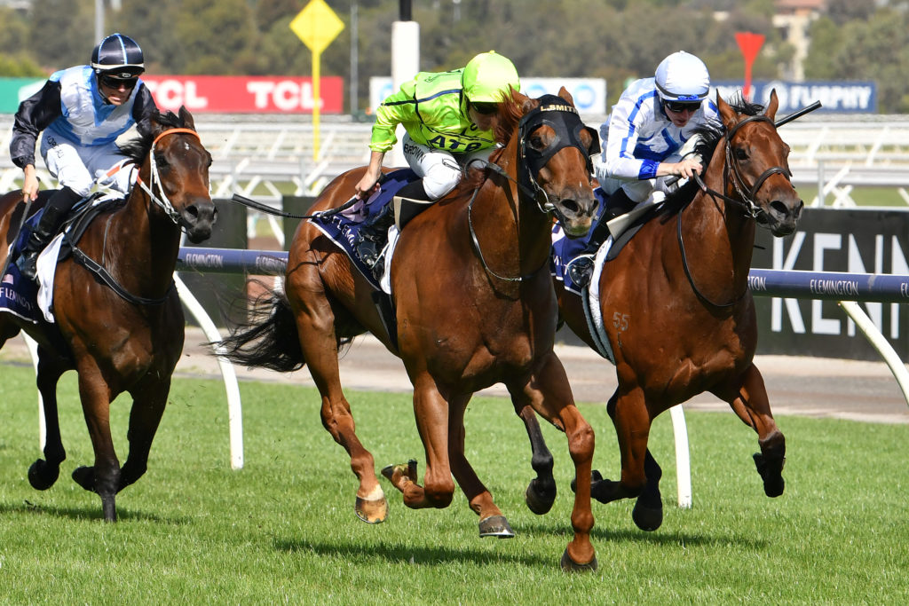 Mr Money Bags | Just Horse Racing