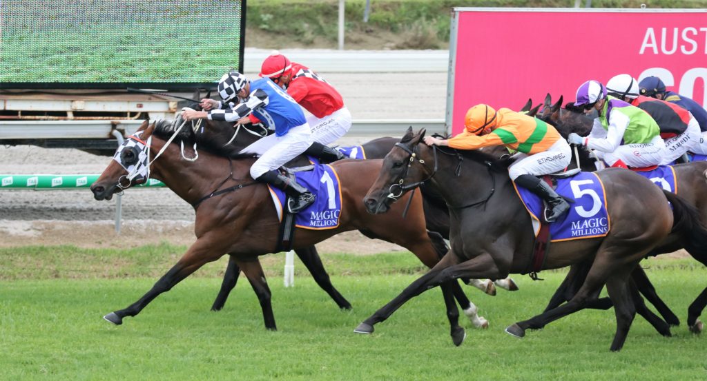Animate (3) | Just Horse Racing