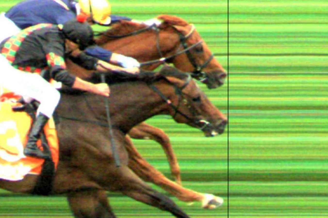 Dead-heat horse racing betting tips esignal forex peace army tadawul