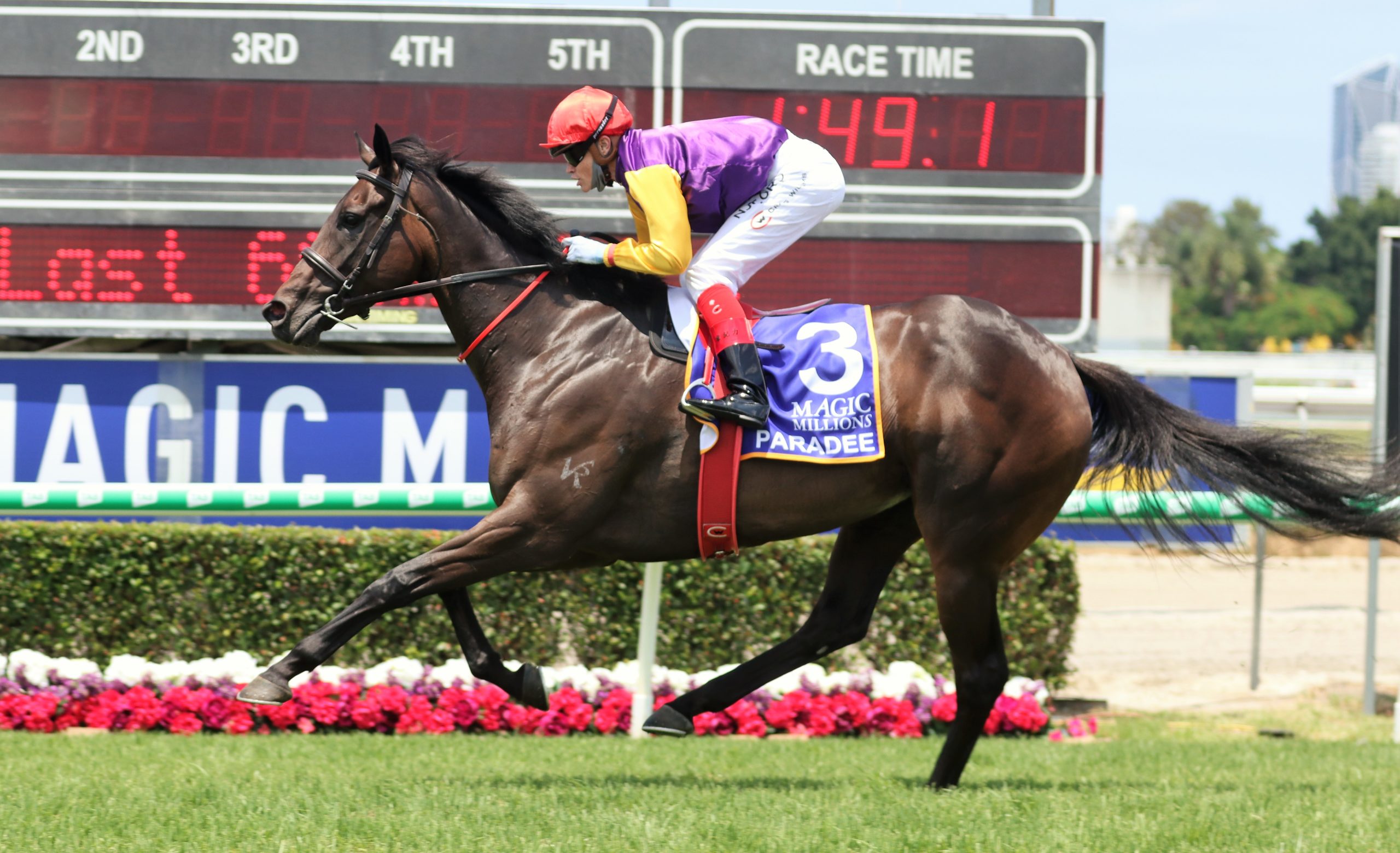 Paradee to run against mares at Doomben - Vimarsana News