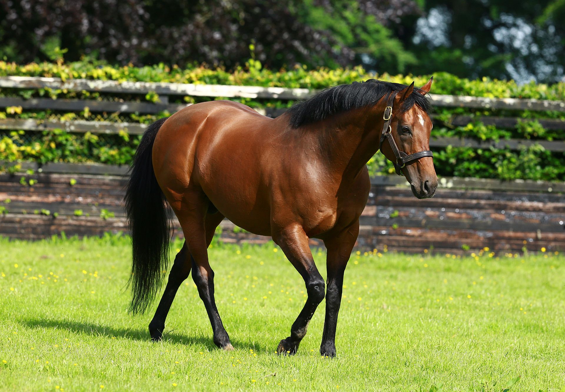 Exciting stallion dies due to liver failure - Vimarsana News
