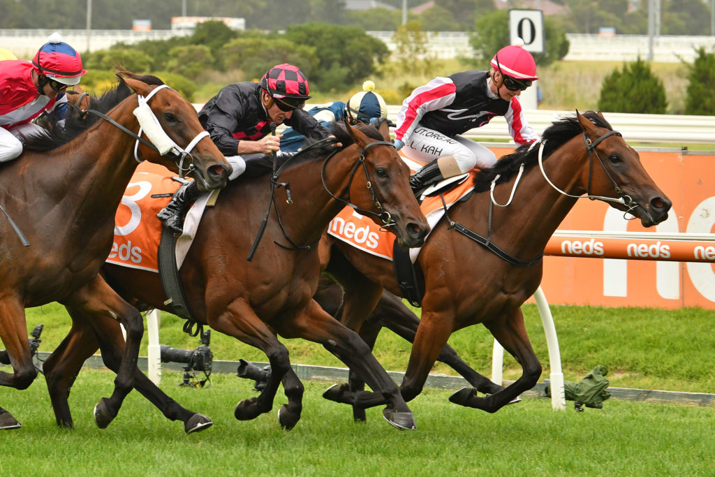 Yes Baby Yes | Just Horse Racing