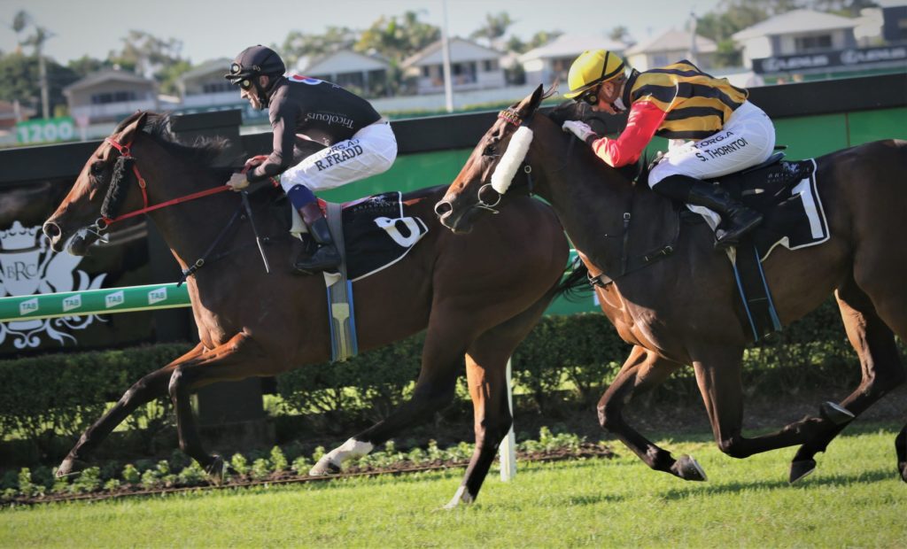 Doomben race 7 10 apr Ballistic Lover 1 | Just Horse Racing