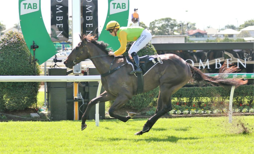 Tiger Heart (1) | Just Horse Racing