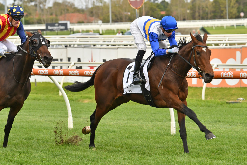 Liquero | Just Horse Racing