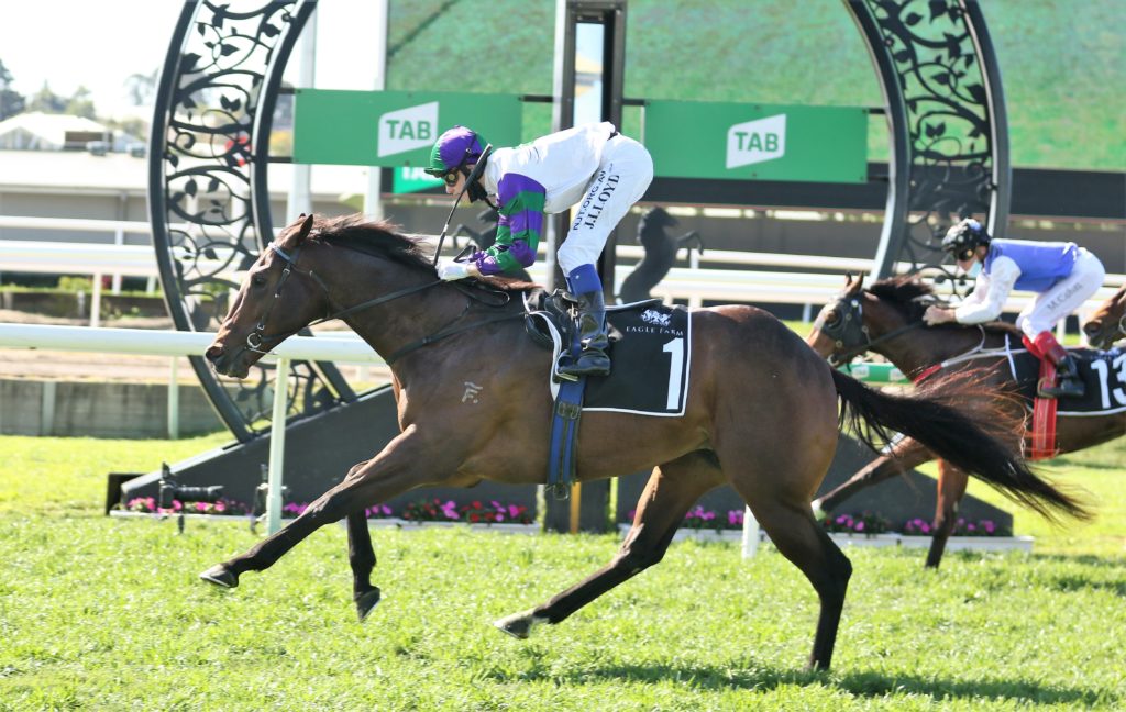 Alpine Edge (1) | Just Horse Racing