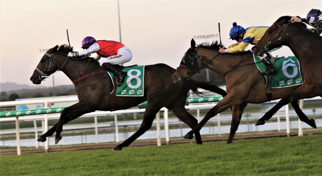 King Of Hastings 1 | Just Horse Racing