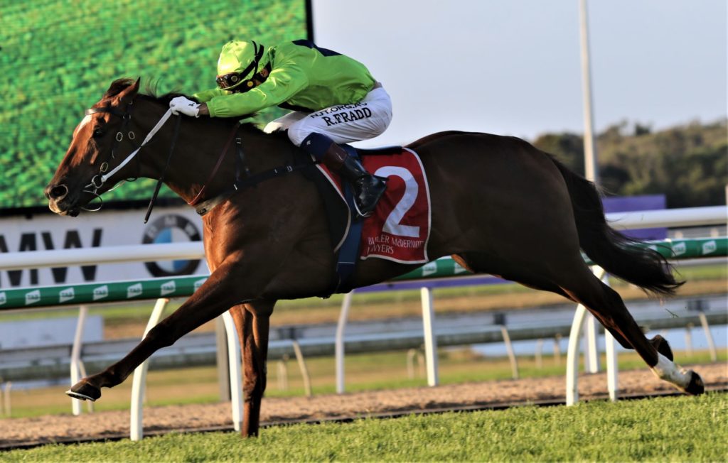 Our Playboy 1 | Just Horse Racing