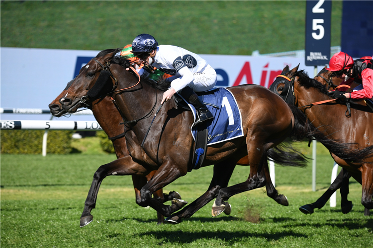 Newcastle Cup goal for Harpo Marx | Just Horse Racing