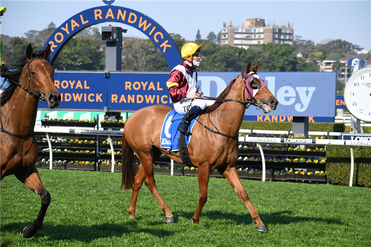 Silver Shadow marred by horror fall | Just Horse Racing