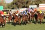 Toowoomba race 8 weetwood apache chase 1aaa | Just Horse Racing