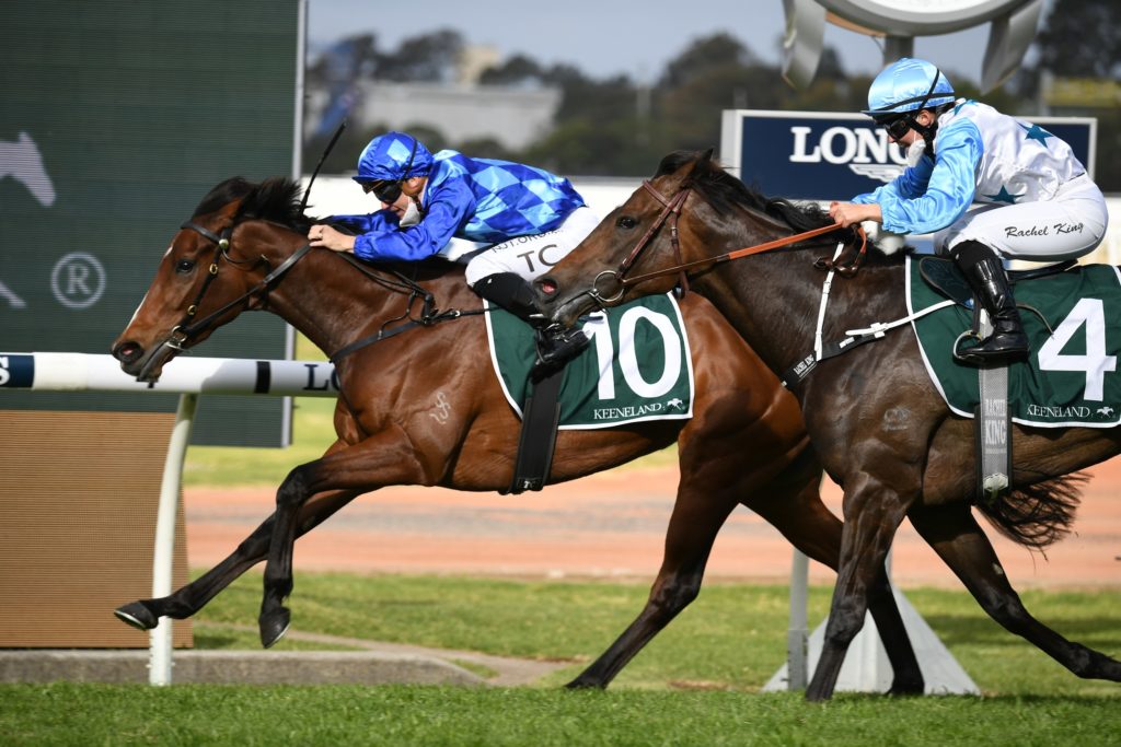 Vangelic 2509216250 | Just Horse Racing