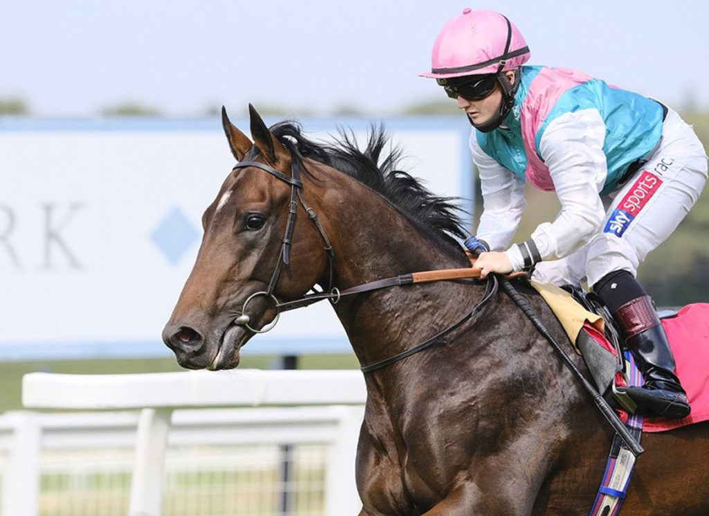 Maximal | Just Horse Racing