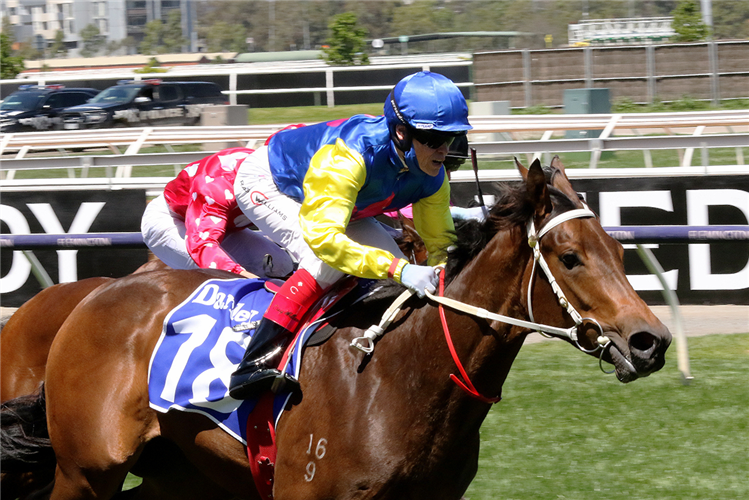 Williams guides SA filly to debut win | Just Horse Racing