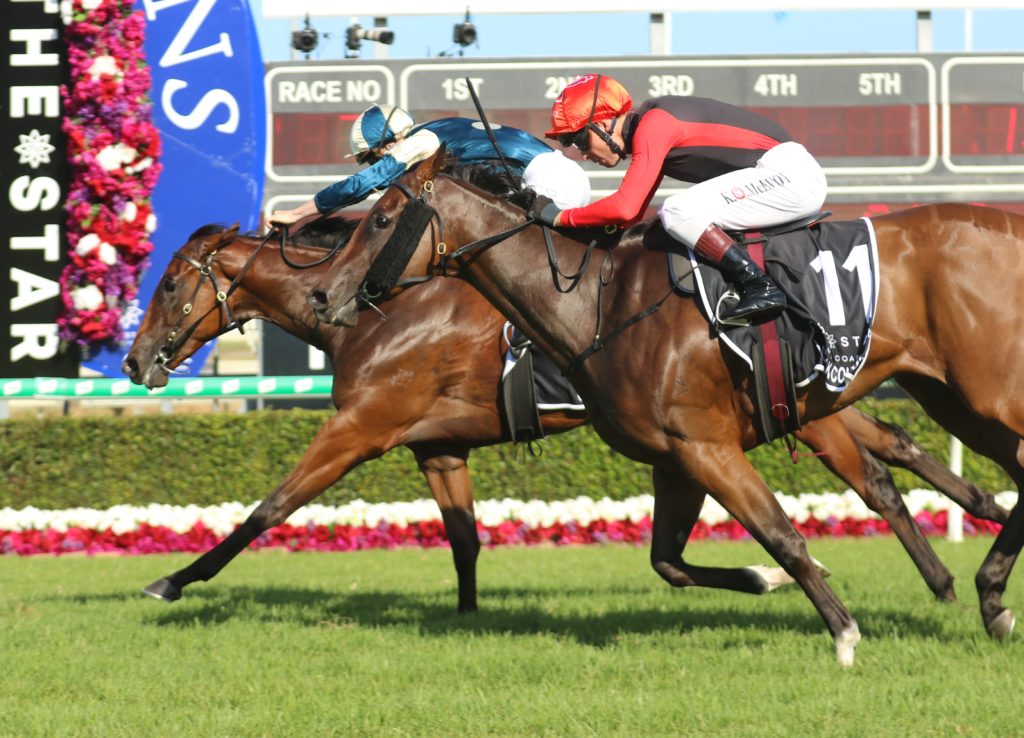 magic millions guineas betting online