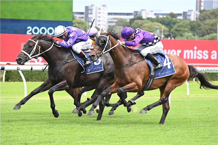 Toomuchtobear arrives in the nick of time | Just Horse Racing