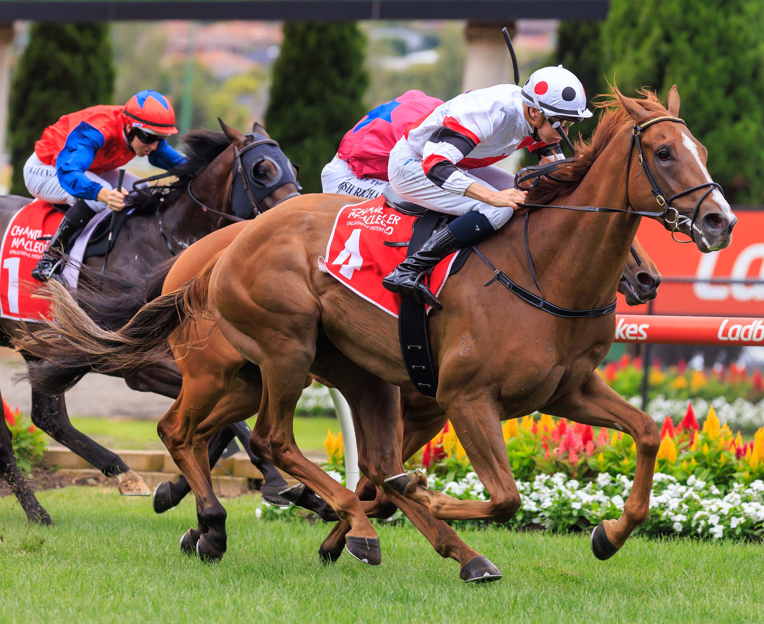Pinstriped aims for hat-trick at Flemington - Vimarsana News
