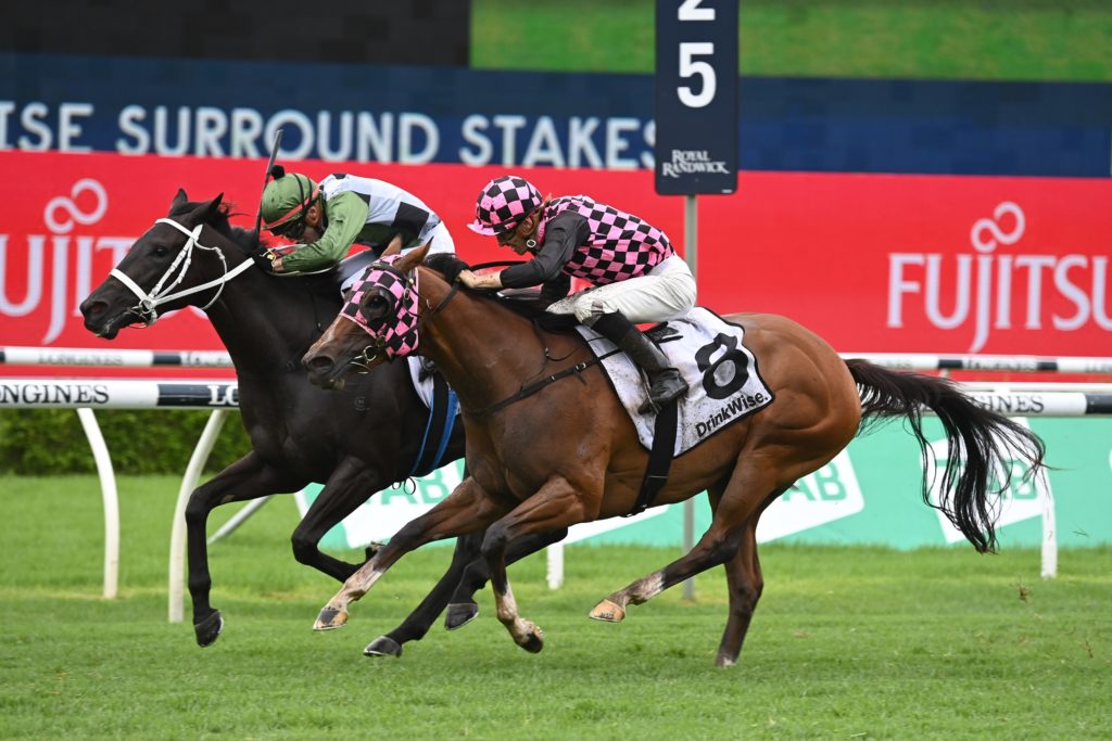 Hinged 2602228942 | Just Horse Racing