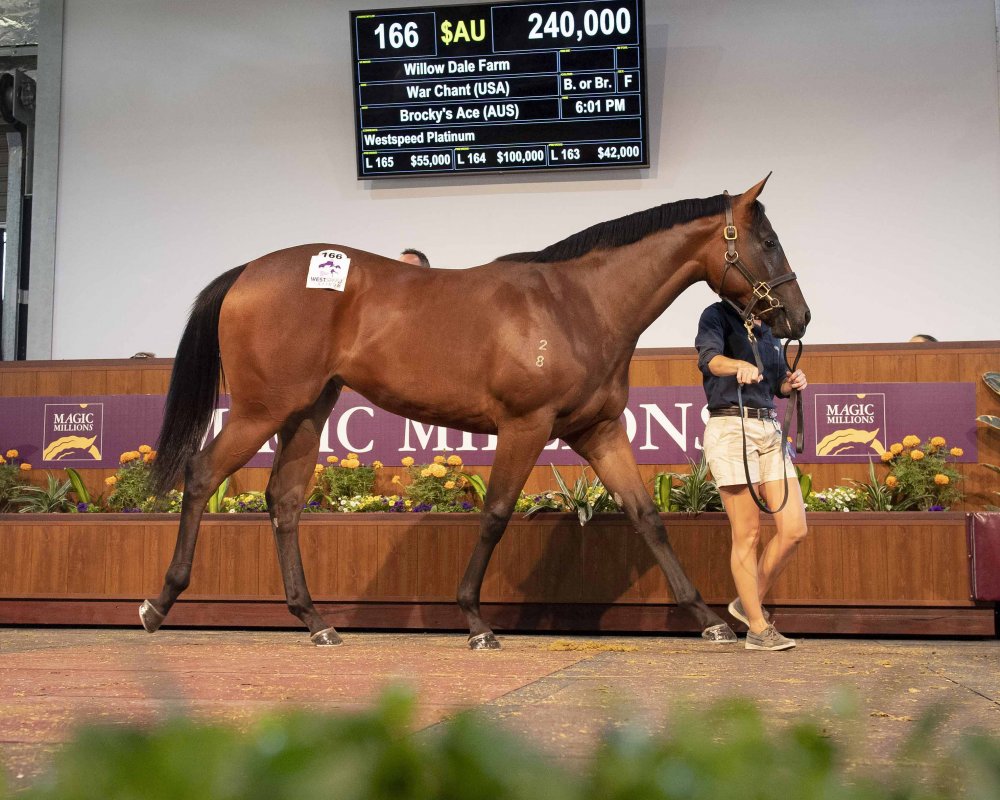 Magic Millions Perth Yearling sale | Just Horse Racing