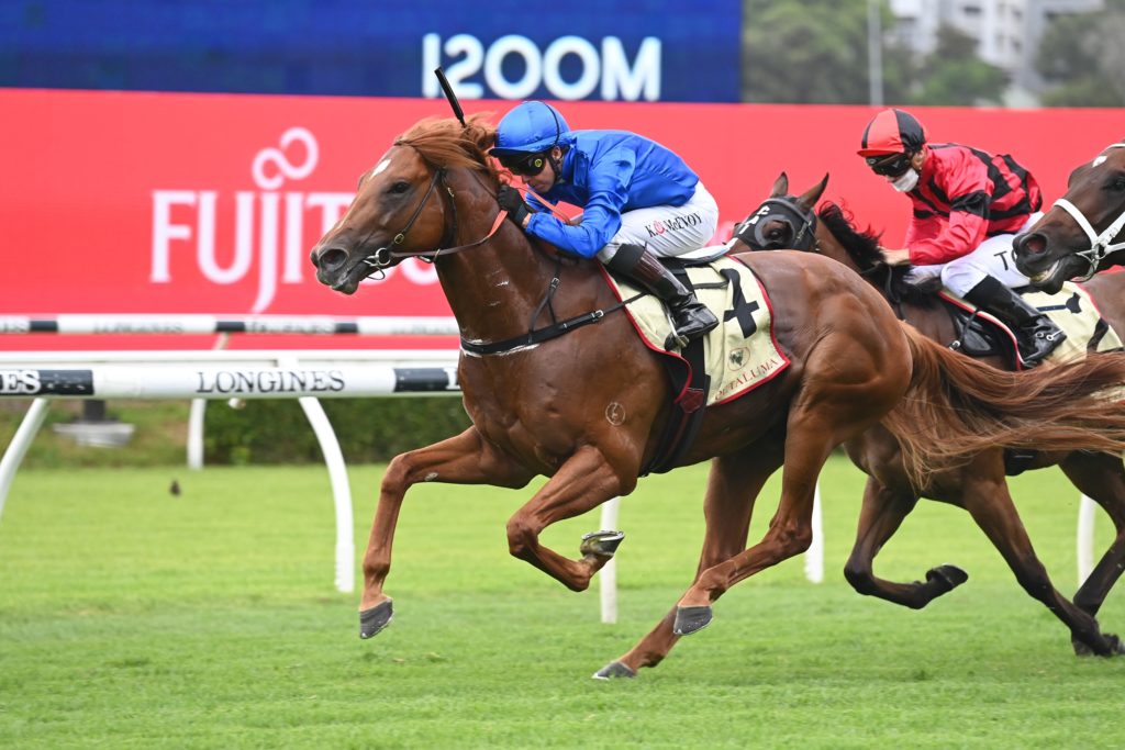Paulele 0502221962 | Just Horse Racing