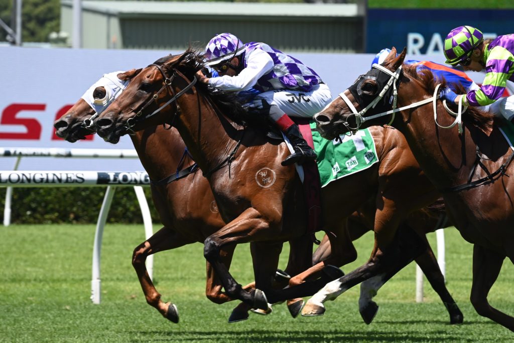 Testator Silens 0502221157 | Just Horse Racing