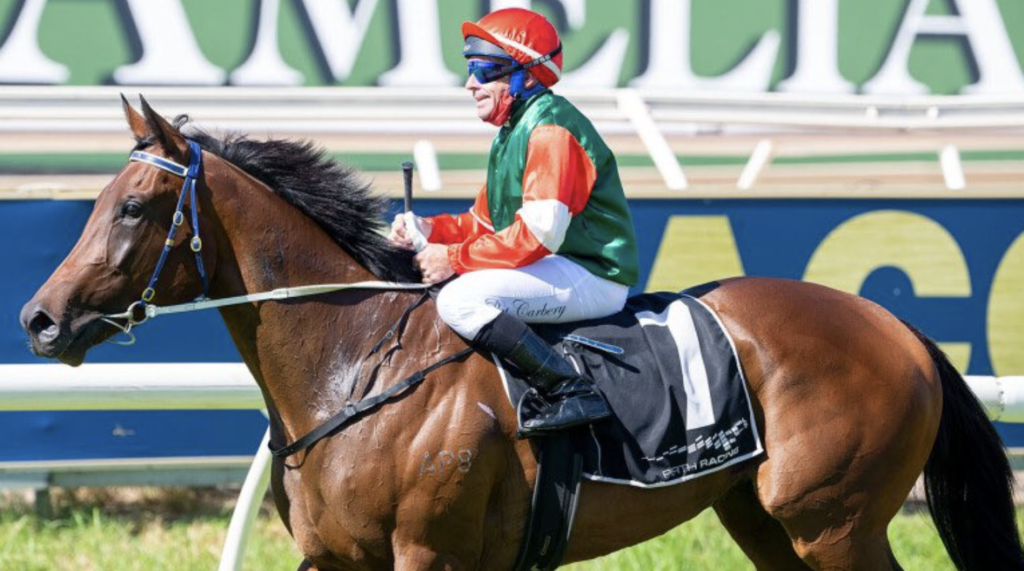 Amelia's Jewel | Just Horse Racing