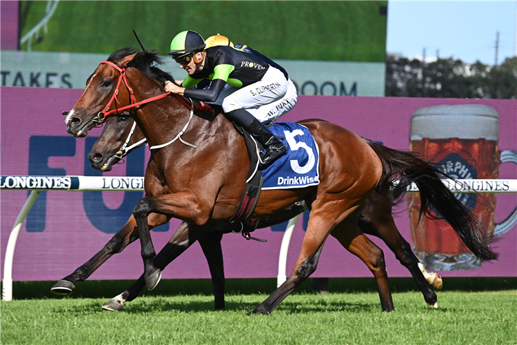 Stockman riding High towards Cup tilt | Just Horse Racing