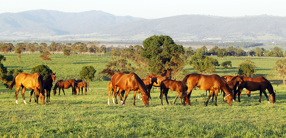 Thoroughbred Breeders Australia | Just Horse Racing